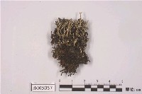 藏品(麩石蕊)的圖片